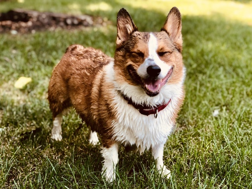 A corgi who was a good boy :')