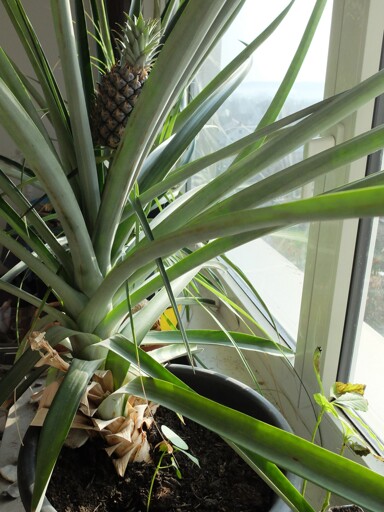 A potted pineapple plant on a sunny window, with a half-grown fruit