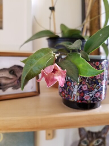 Hoya patella bloomed last week!